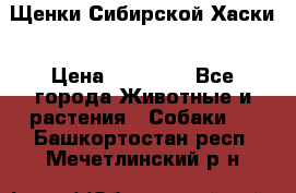 Щенки Сибирской Хаски › Цена ­ 20 000 - Все города Животные и растения » Собаки   . Башкортостан респ.,Мечетлинский р-н